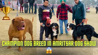 Champion Dog Breed in Amritsar Dog Show  Rottweiler, French Mastiff, German Shepherd