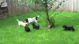 Scarletstrue Tancie, puppies & Co by Celia M Evans 778 views 2 years ago 22 seconds