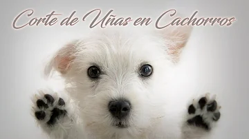 ¿Duele cortar las uñas a los cachorros?