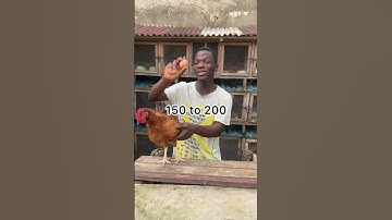 How many eggs a hen can lay in a year #hen #chicken #poultry #poultryfarming