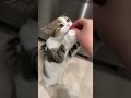 Tratas time #dance #cat #kittypartygames #catshorts #treats #funnycats #cute #pets