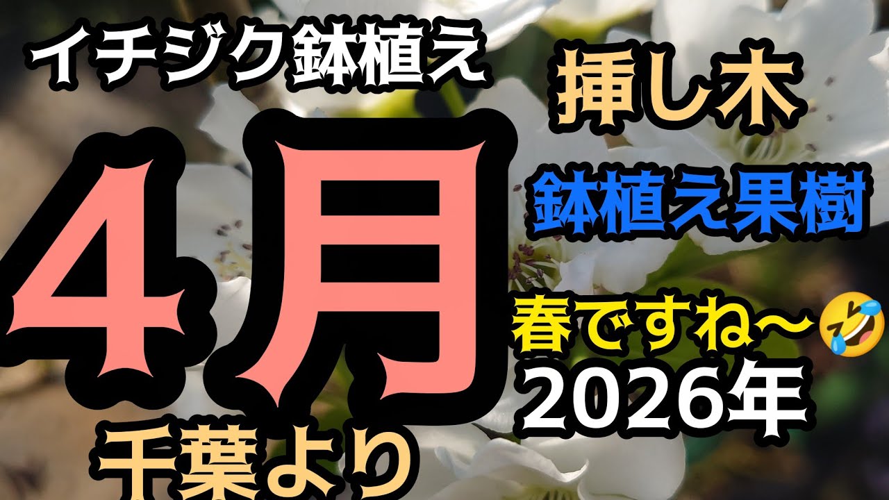 激ヤバ変態いらっしゃい　Campaniere Mutant　イチジク 穂木　　苗 激ヤバ変態いらっしゃい Campaniere Mutant イチジク 穂木 苗 - メルカリ