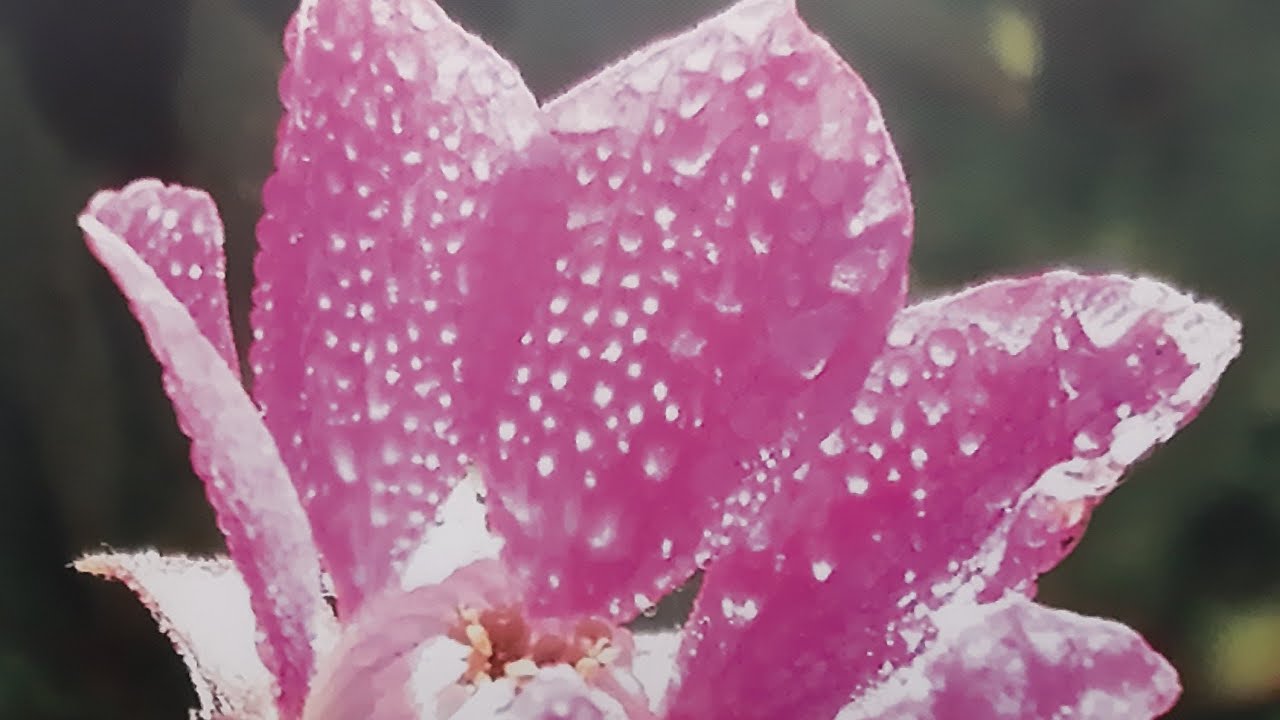 КНЯЖЕНИКА фото.Княженика отзыв. Где растет -в Подмосковье на ветру и солнцепеке!