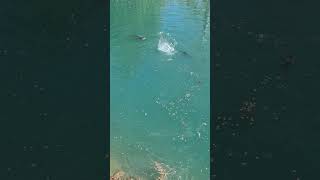 FEEDING BIG CATFISH!! #channelcatfish