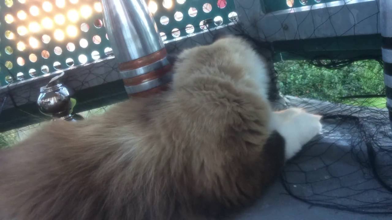 Lazy cat in 15 times forward ( LOL ALERT )