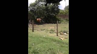 Cavalo Revoltado Longe Da Egua Kkkkk