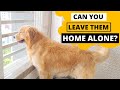 Can Golden Retrievers Stay Alone at Home
