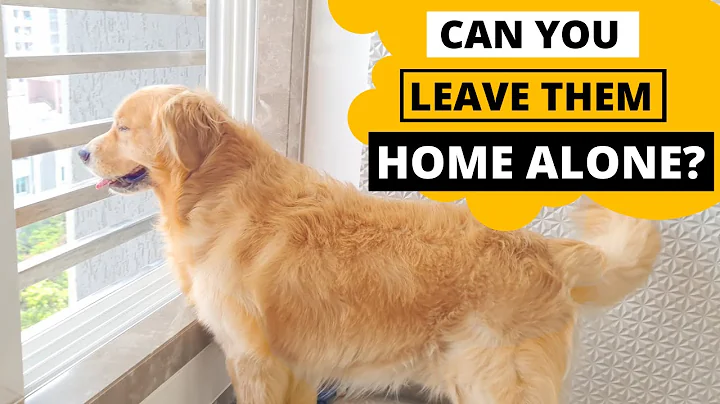 Can Golden Retrievers Stay Alone at Home - DayDayNews
