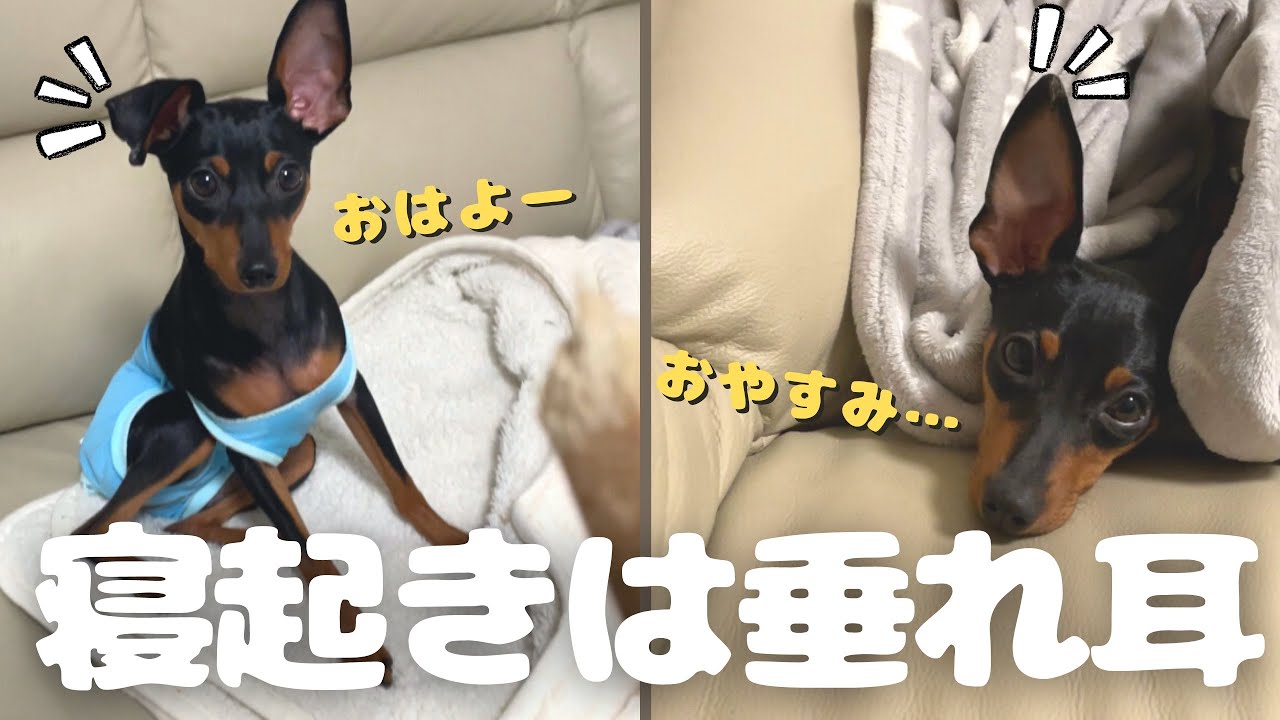 寝顔 病院から帰ってきて爆睡したら片耳が垂れていたので 耳が元に戻るまで何分かかるか測ってみました ミニピン Youtube