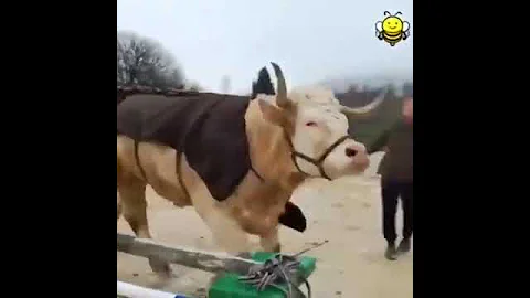 Cow thinks he's a showjumping horse #shorts #funnyshorts