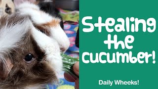 Guinea Pigs WONDER... Where Did the CUCUMBER Go? | Short Guinea Pig Video Clip - Guinea Piggles