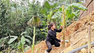 The girl personally dug the sloping land to plant banana trees; a day's work full of meaning.