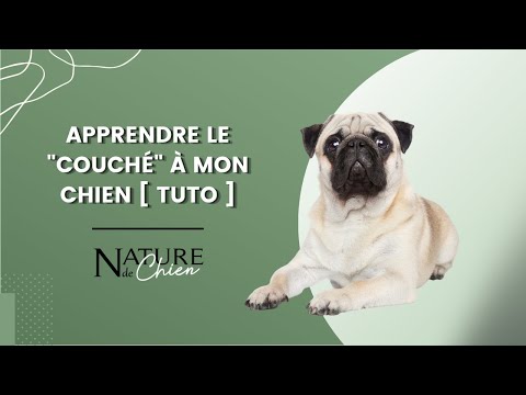 Vidéo: 5 façons créatives d'enseigner à votre chien à s'allonger