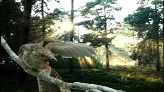 MASTERAN BESETAN KASAR SATU JALUR BIKIN KEOK LAWAN