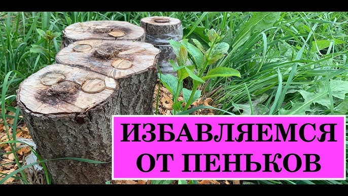 Как удалить корни вишни. Как удалить корни вишни