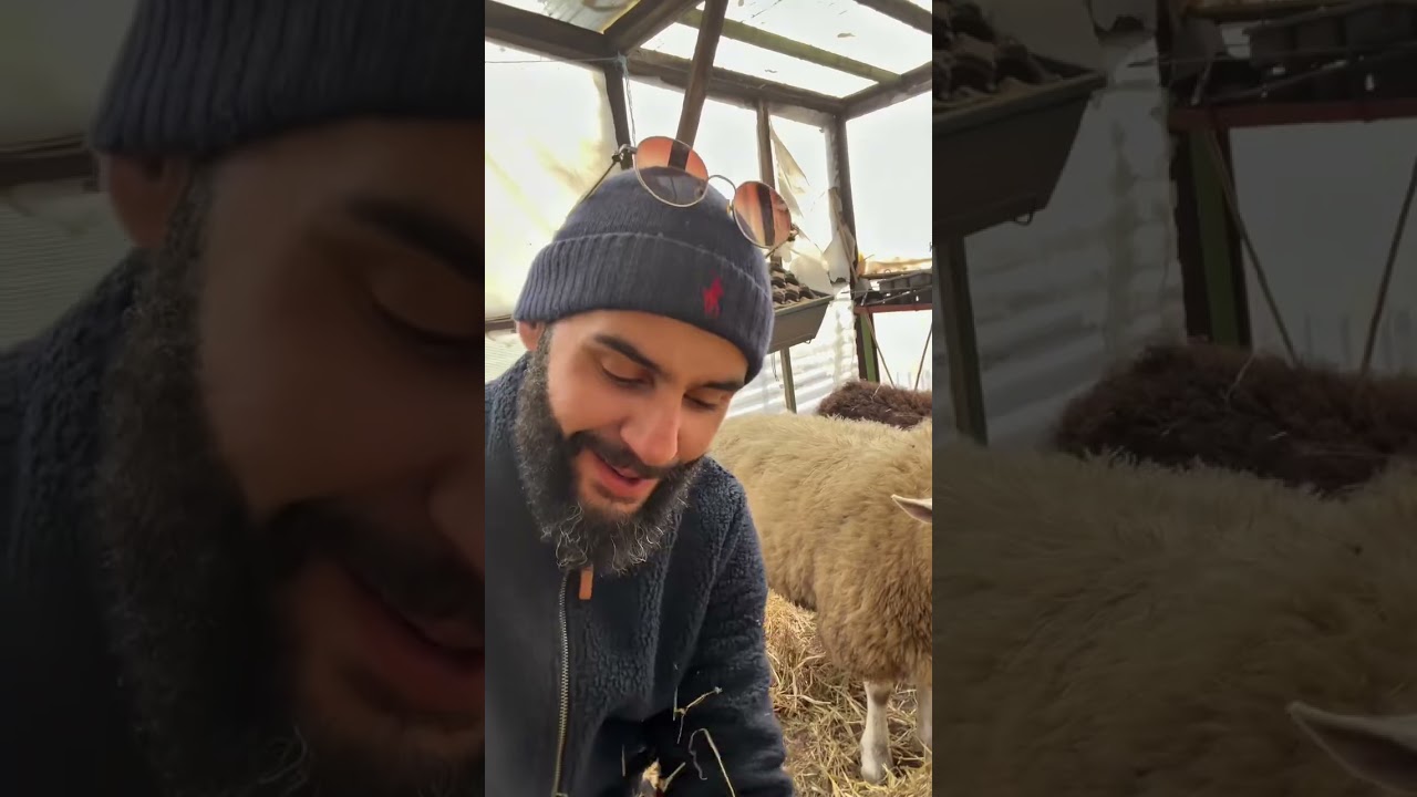 ولدات النعجة أول خروف في المزرعة