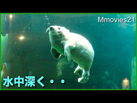 アートパネル　タートル　亀　マナティ　ジュゴン　アザラシ　滝　海　魚　熱帯雨林 アートパネル タートル 亀 マナティ ジュゴン アザラシ 滝 海 魚