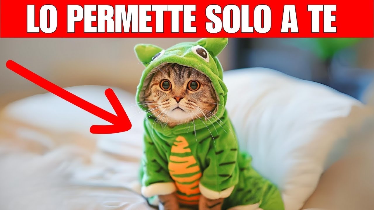 Il tuo gatto tollera certe cose solo se gliele fai tu | Se le tollera vuol dire che ti ama