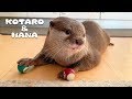 カワウソコタローとハナ　得意げにジャグリングを見せにきてそのまま寝るハナ　Otter Kotaro&Hana Cute Billiards Player Hana