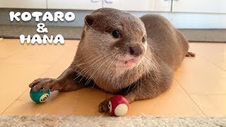 カワウソコタローとハナ　得意げにジャグリングを見せにきてそのまま寝るハナ　Otter Kotaro&Hana Cute Billiards Player Hana