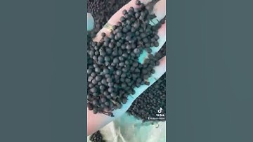 Tiêu rừng thơm và rẻ lắm ạ!