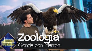 Elsa Pataky, fascinada con el especial de zoología de Marron  El Hormiguero 3.0