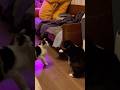 Top 5 Cat Conflict moments #funnycat #kitten #cat #kitty #funny