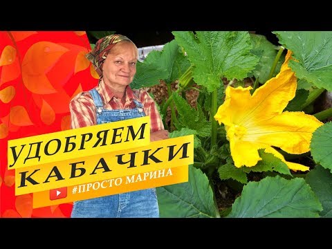 Вопрос: Почему желтеют и плохо растут кабачки на грядке?