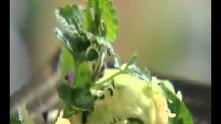 Kb If A 24 Tomdemacromeisjes