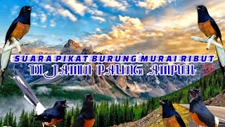 Suara pikat burung murai ribut