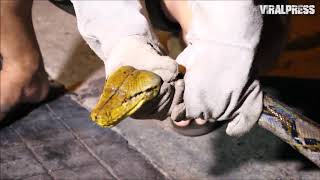 15ft Long Python Caught Hiding In Garden Hedge Profile