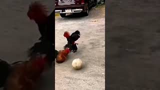 Download Mp3 kuk kuk kuuuuu kuk Gudang lagu Download Mp3 kuk kuk kuuuuu kuk