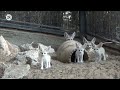 Four fennec fox kits were born at the Ramat Gan Safari Park