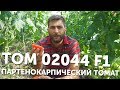 Том 02044 F1 - уникальный партенокарпический томат. Единственный в Украине!