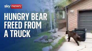 Colorado: Hungry bear freed from a truck after getting locked in