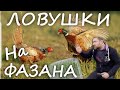 Ловушки на ФАЗАНА из подручных средств своими руками