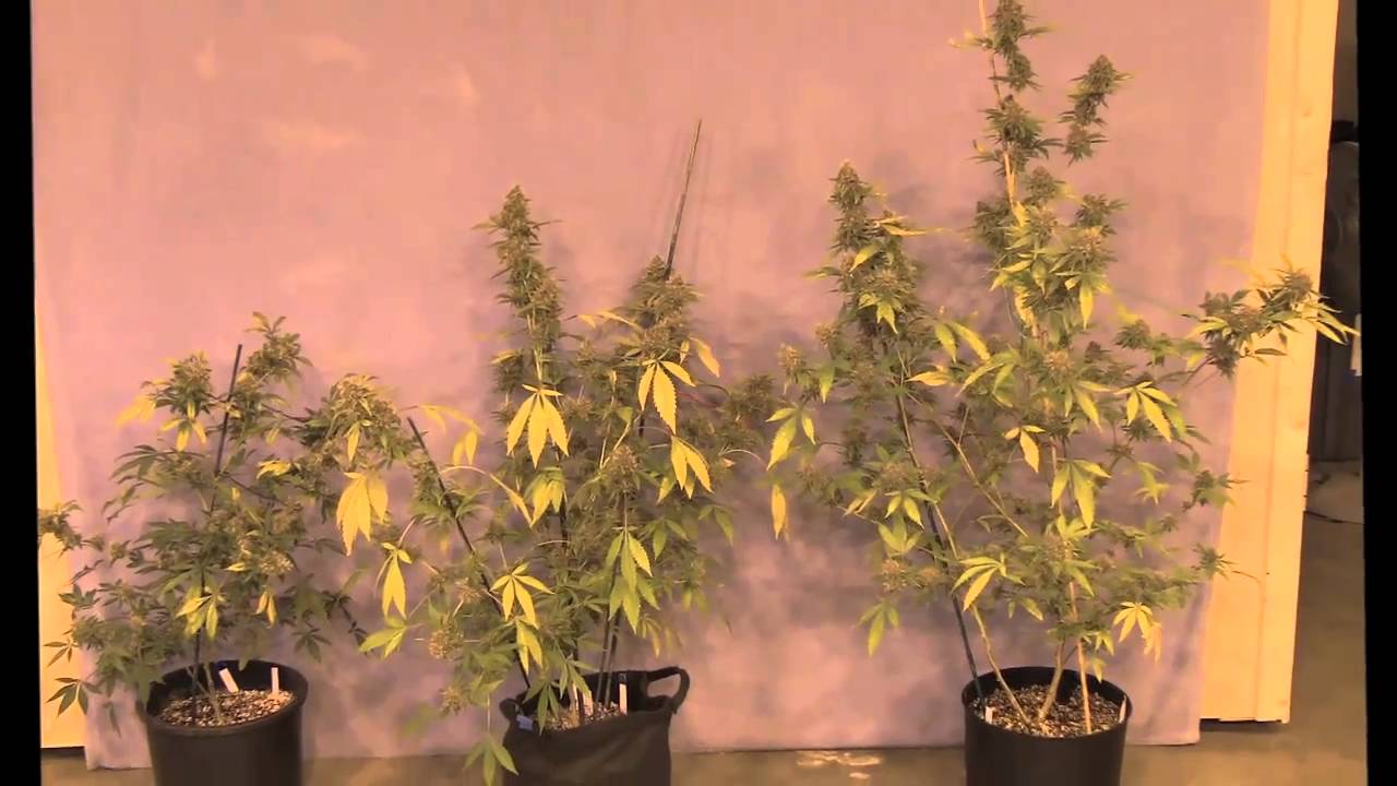 Problems 420 Gardeners Face Today