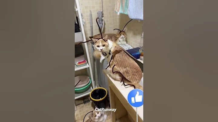 Watch the video about #cat #cute #cutecat #cuteanimal #funny #turkishcat #cutepet #cartoon #miaomiao #catlovers #love