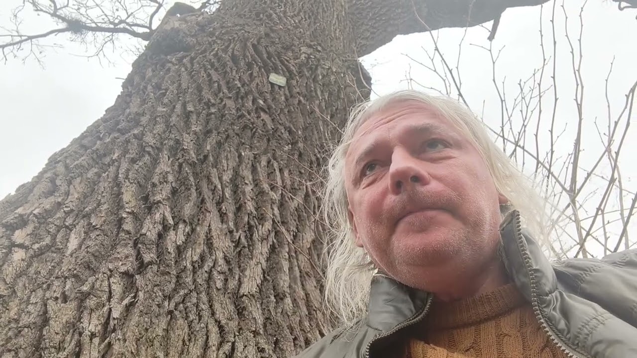 Chcą wyciąć 400 letni dąb o obwodzie 6 m. Skandal.