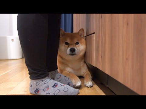 しば犬です。私の汗と涙が染み付いています。 しば犬です。私の汗と涙が染み付いています。 I was moved by