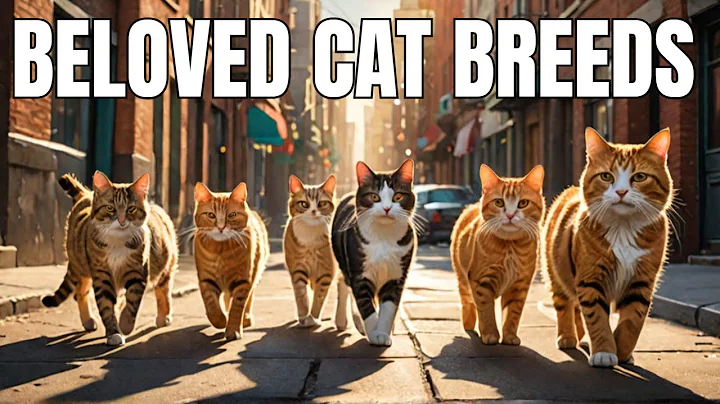 Watch the video about Meet the Most Beloved Cat Breeds
