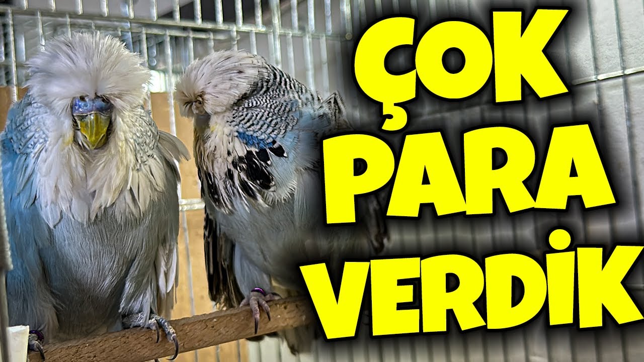 ÜST VASIF SHOW JUMBO ÇİFT ALDIK ! İNCİR AĞACINI DİKTİK :D #muhabbetkuşu