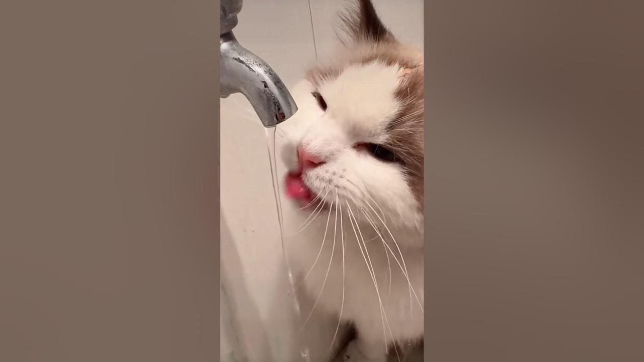 My cat only drinks running water.cutecat YouTube