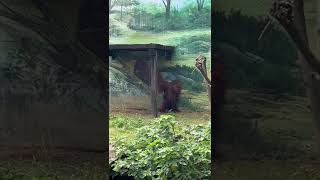 1110610新竹市立動物園很萌的紅毛猩猩
