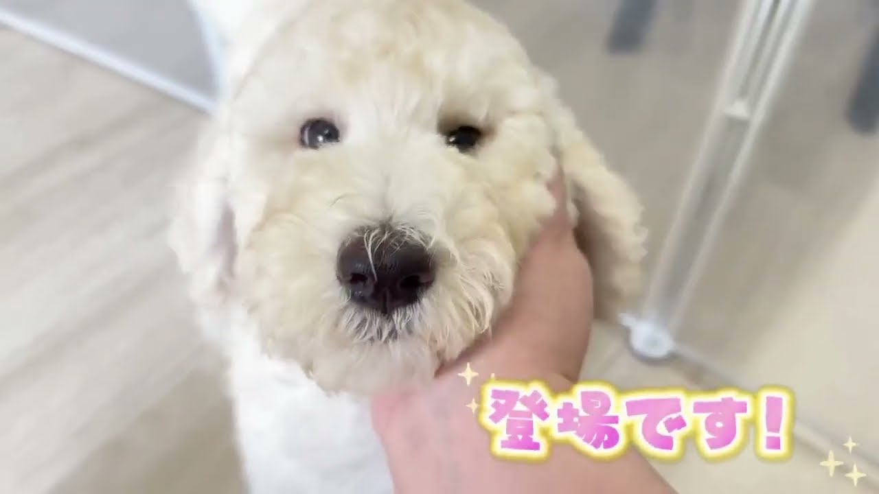 性格が可愛いスタンダードプードルちゃん♡ - YouTube