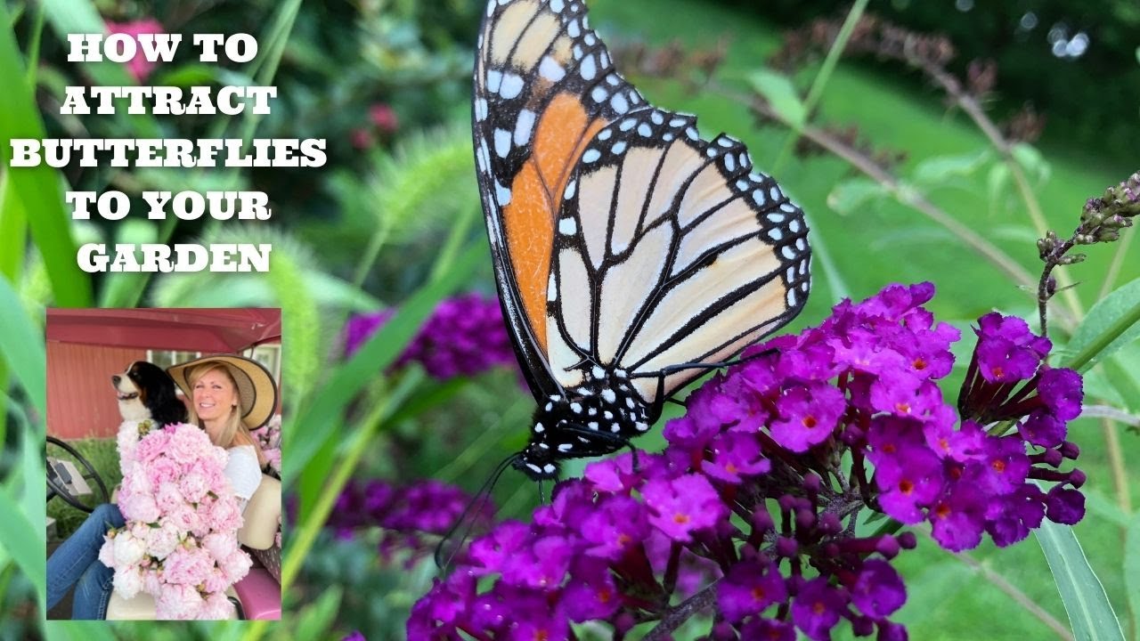 How to Attract Butterflies to Your Backyard in 6 Steps