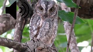 African scops owl sound effect 44100Hz (Free to use)(No copyright) screenshot 4