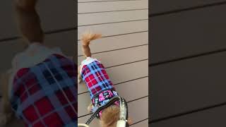 RETONA HAKONE室内ドッグランだよー