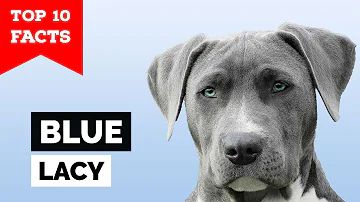 How do you train a Blue Lacy dog?