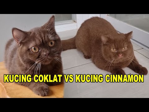 Video: 3 Cara Merawat Kucing Coklat Havana